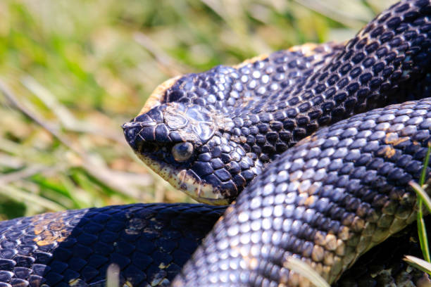 istock Eastern Hognose Snake with flattened neck on sandy soil with grass 1317991151