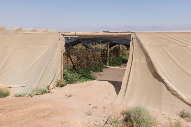istock Net shade green house, Advanced agriculture in desert 1317991979