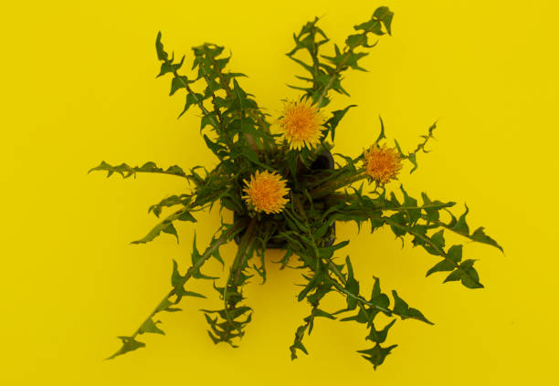 Dandelion  from above on yellow background.