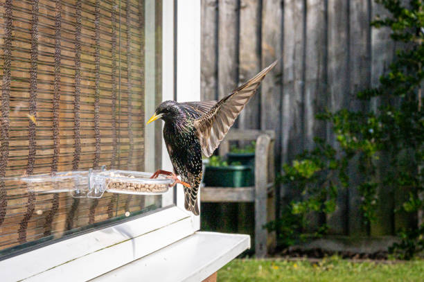 istock Starling bird, sturnus vulgaris, on window suet feeder with reflection 1317993554