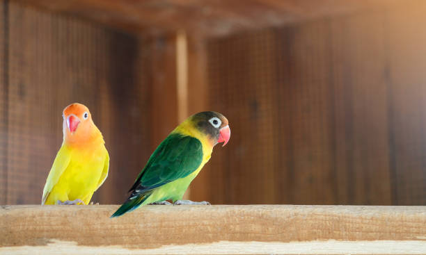 istock Yellow and green-collared lovebird parrots on a branch 1317994142