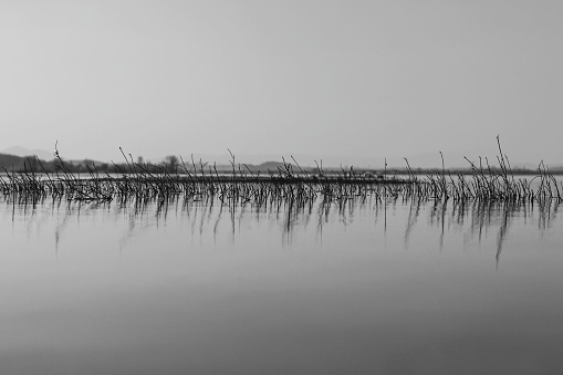 water grass protruding above the surface of calm water in monochrome