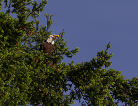Eagle in an evergreen tree