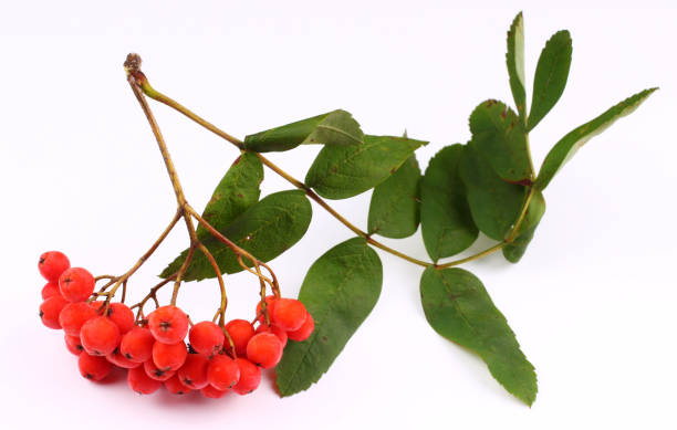 istock Bunch of rowan on a white background 1317994358