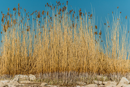 reed on the shore of a dry lake
