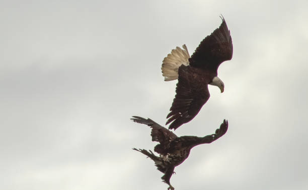 istock Eagles battling or playing in the sky 1317994600