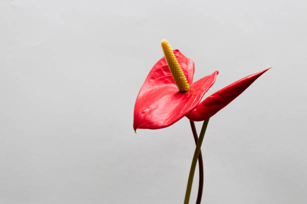 istock Couple of red flowers. 1317994840