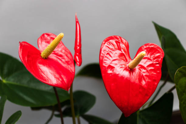 istock Red flowers in a shape of hears. 1317994841