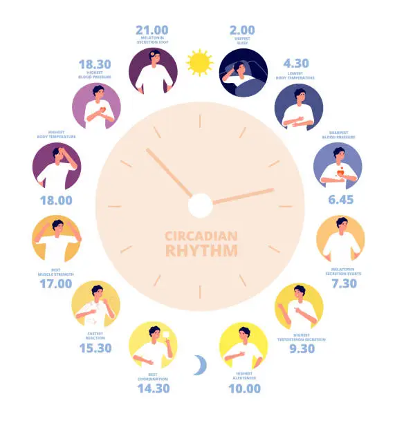 Vector illustration of Circadian rhythm. Medical poster, human brain hormone exposure. Healthy day night diagram, sleep cycle and on sunlight reaction utter vector concept