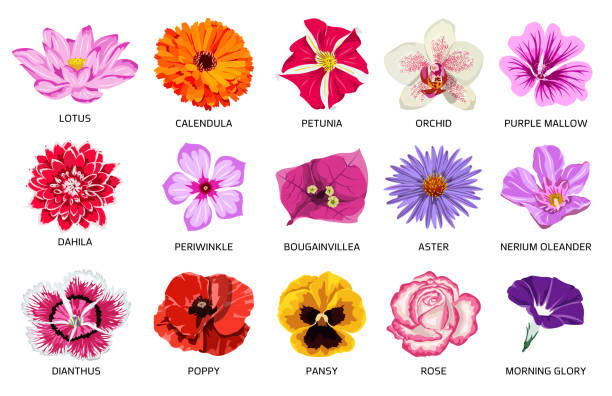 illustrations, cliparts, dessins animés et icônes de ensemble de quinze beaux types de fleurs - aster