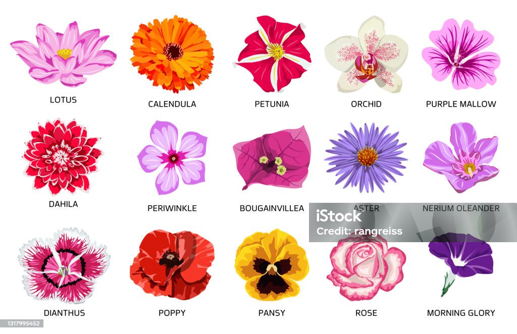 Set Of Fifteen Beautiful Types Of Flowers Stock Illustration - Download  Image Now - Aster, Vector, Rose - Flower - iStock