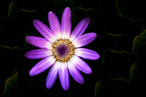 istock Purple cineraria 1317998187