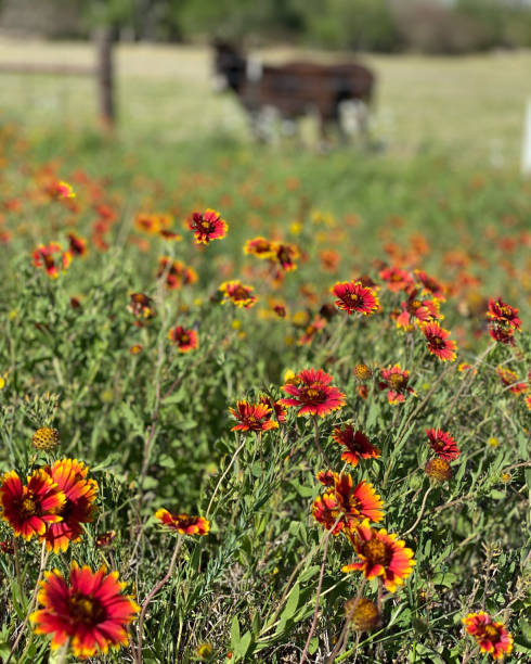 fiori selvatici del texas nel paese collinare del texas - indian paintbrush foto e immagini stock