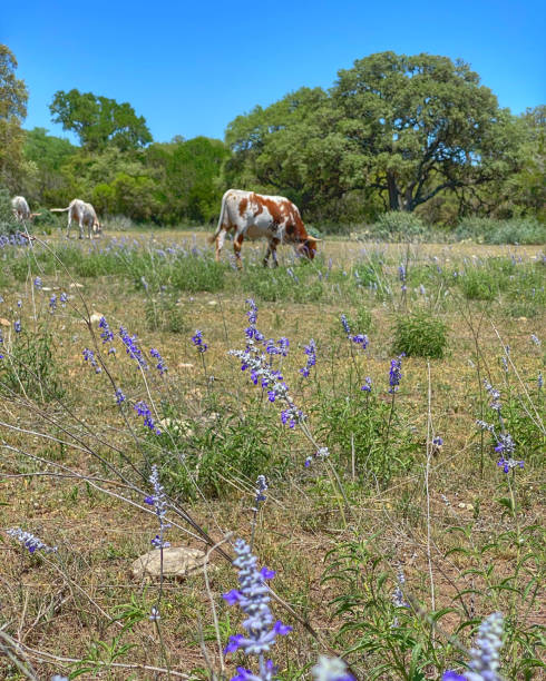 istock Texas Hill County Longhorns Bluebonnets 1317998245