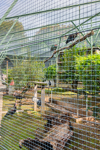 The aviary of Zug has been home to native and exotic birds since 1891. The tourist attraction is located in Landsgemeindeplatz, and is part of the history and tradition of the city.
