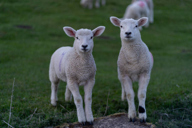 istock Sheep and lambs on the beautiful green meadow 1317999176