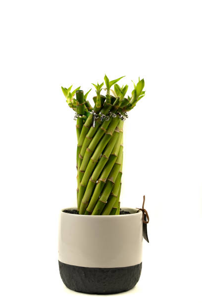 istock potted spiral shaped dracaena with white background 1317999224