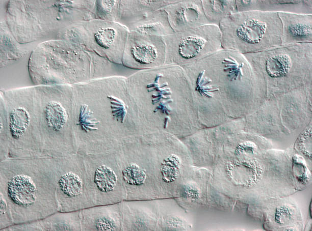 anaphase et métaphase en usine cellules qui brillent à travers un microscope - root tip photos et images de collection