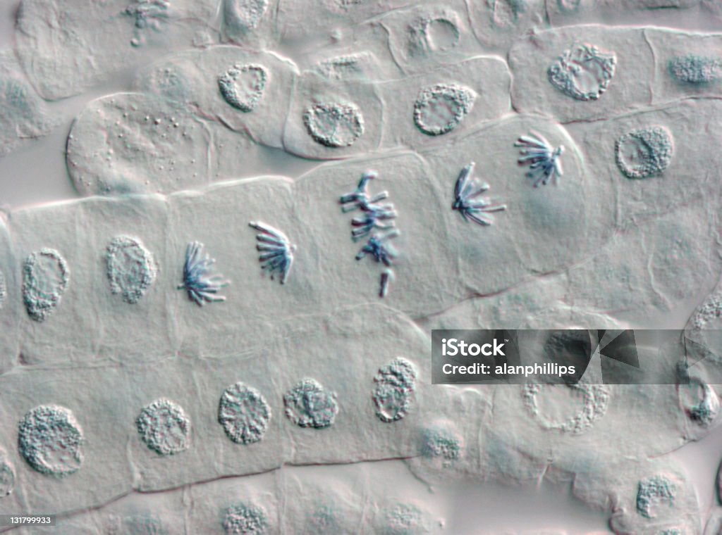 Planta Anaphase e Metafase em células visualizado por meio de um Microscópio - Foto de stock de Mitose royalty-free