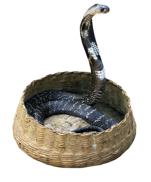 taniec king cobra odosobniony - king cobra cobra snake india zdjęcia i obrazy z banku zdjęć