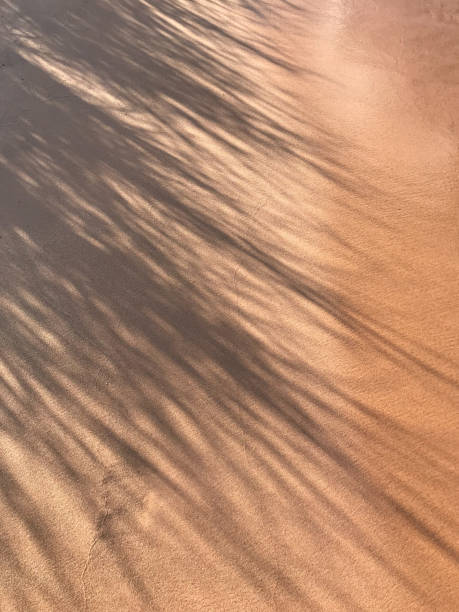 istock Abstract botanical shapes cast shadow on sand 1318000079