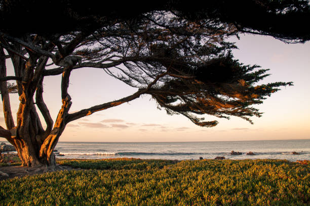 Cypress tree with waves breaking at sunset in California Cypress tree in the light of sunset with gentle waves breaking in the background in Pacific Grove, California. pacific grove stock pictures, royalty-free photos & images