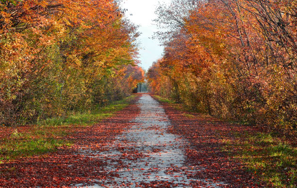 istock the fallen leaves on the autumn path 1318000373
