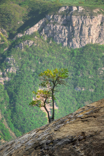 istock Green tree growing on top of the rock. Vertical view 1318000536