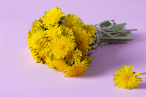 Bouquet of bright yellow dandelions on a pink background close up