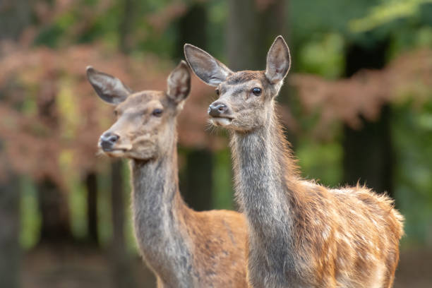 istock Two female deer in the forest 1318001537