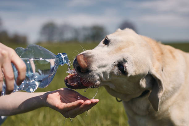 istock Dog drinking water from plastic bottle during hot sunny day 1318001574