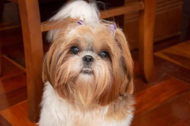 istock dog in the room 1318002559
