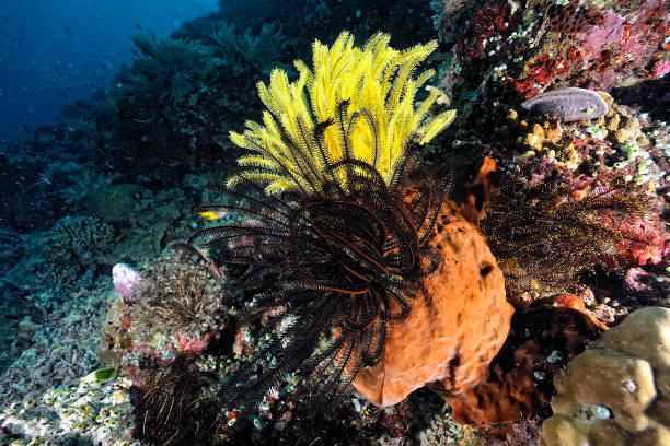 istock A picture of a beautiful and colored crinoid 1318003076
