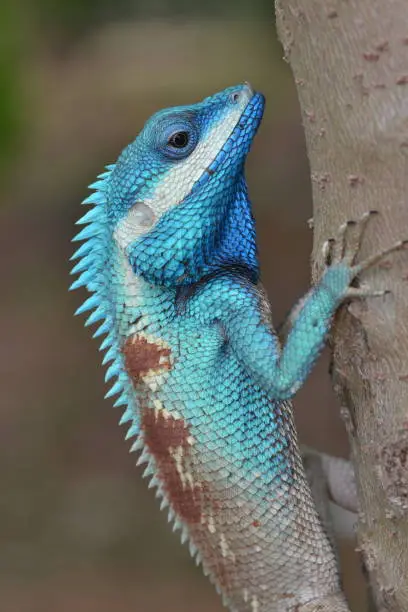 Photo of Blue crested lizard