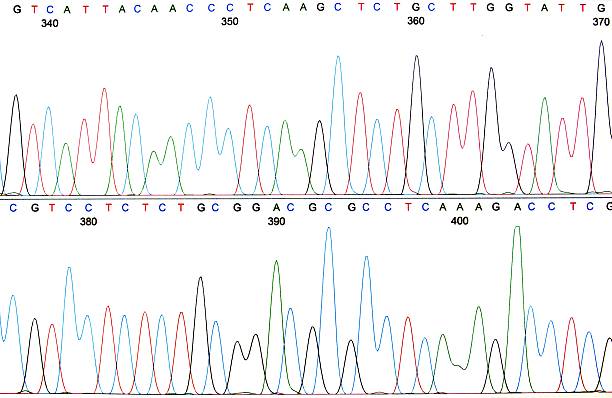 copia de una secuencia de adn cromatograma - nucleotides fotografías e imágenes de stock