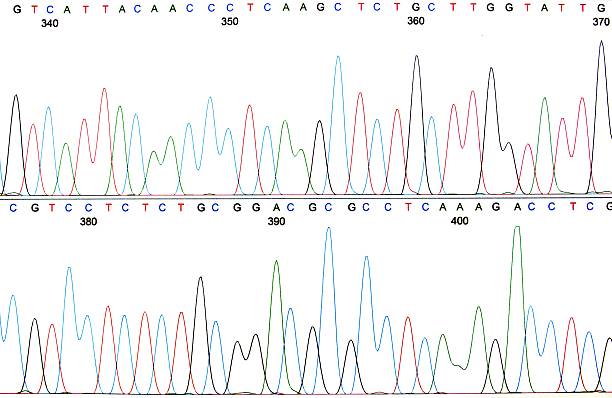 프린트아웃 선으로나 dna 크로마토그램 - nucleotides 뉴스 사진 이미지