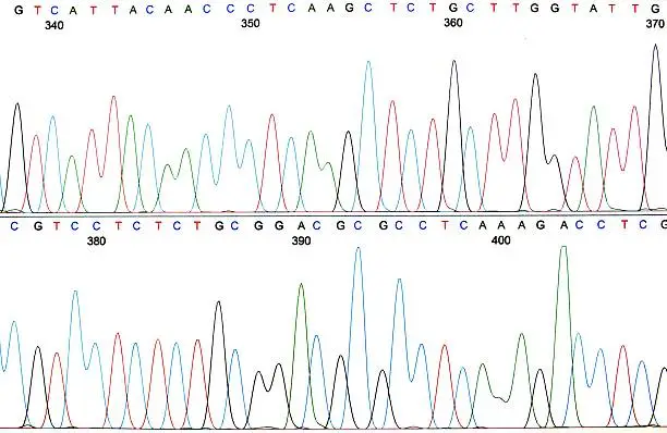 Photo of Printout of a DNA sequence chromatogram