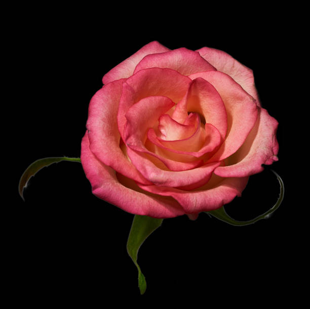 istock rose flower growing on black background 1318004295
