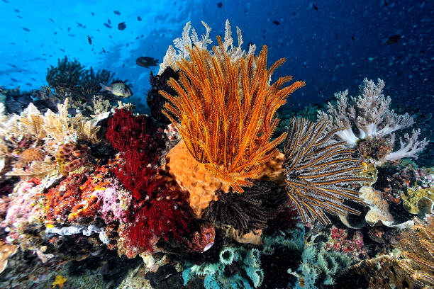 istock A picture of a beautiful and colored crinoid 1318005167