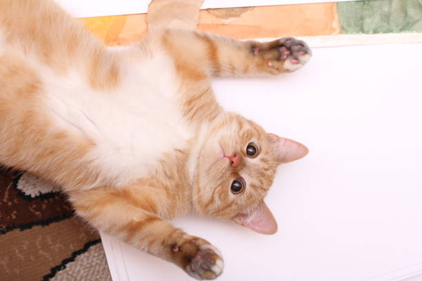 istock red cute cat grabbed his paws on his back on paper 1318005502