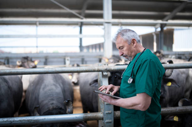 istock Vet using a digital tablet at dairy farm. 1318007715
