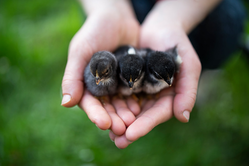 Woman hand holding little chickens in hands.