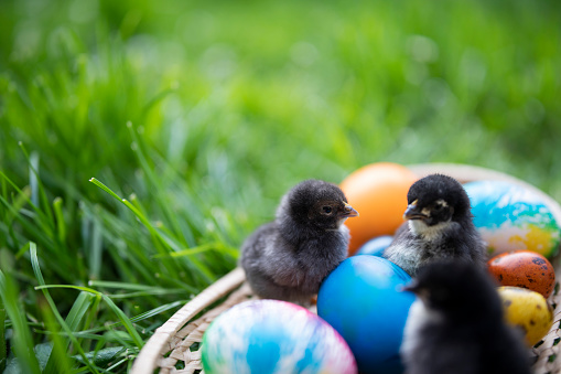 Cute little chicks sitting on colorfull eggs in basket.