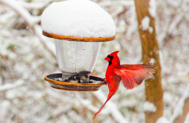 istock Northern cardinal bird in snow. 1318008005