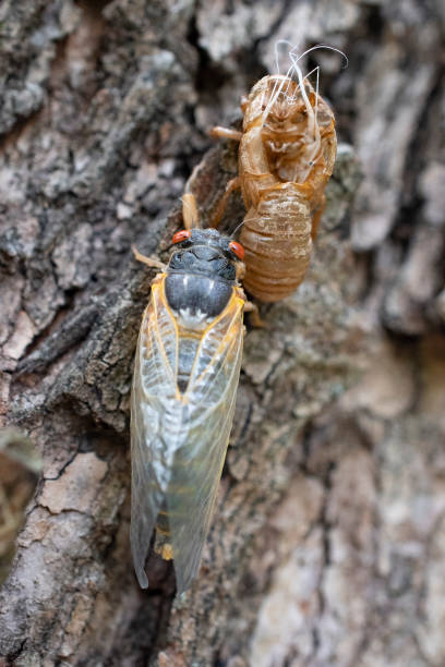 istock Recently emerged brood X cicada and its exoskeleton 1318008059