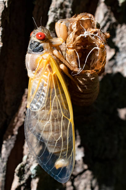istock Brood X cicada recently emerged from its exoskeleton 1318008065