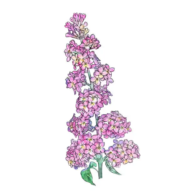 Vector illustration of Lilac Flowers Watercolor and Ink Vector Illustration