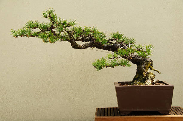 Bonsai tree Bonsai tree in ceramic pot. bonsai tree stock pictures, royalty-free photos & images