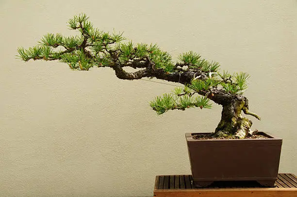 Bonsai tree in ceramic pot.