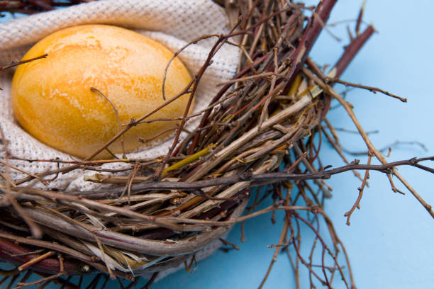 oeuf de pâques d’or dans un nid de fortune des brindilles sur un plan rapproché bleu de fond - animal egg golden animal nest nest egg photos et images de collection